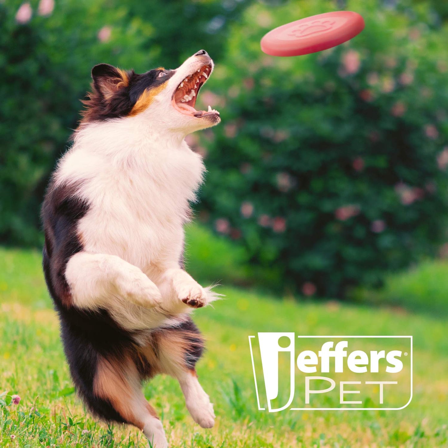 Jeffers Natural Rubber Frisbee Dog Toy for Fetching & Chewing