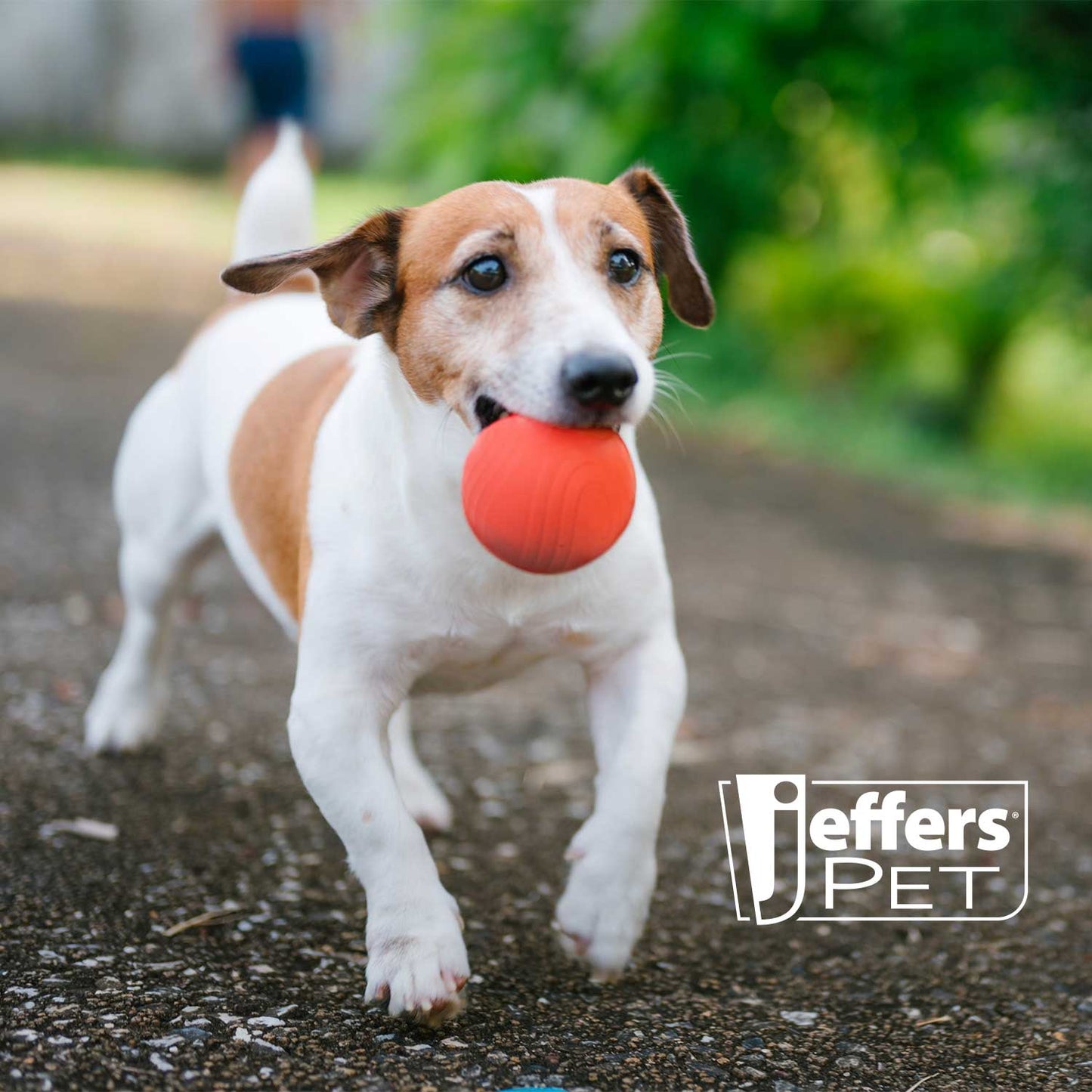 Jeffers Natural Rubber Red Bouncing Ball Dog Toy with Waves for Energetic Play