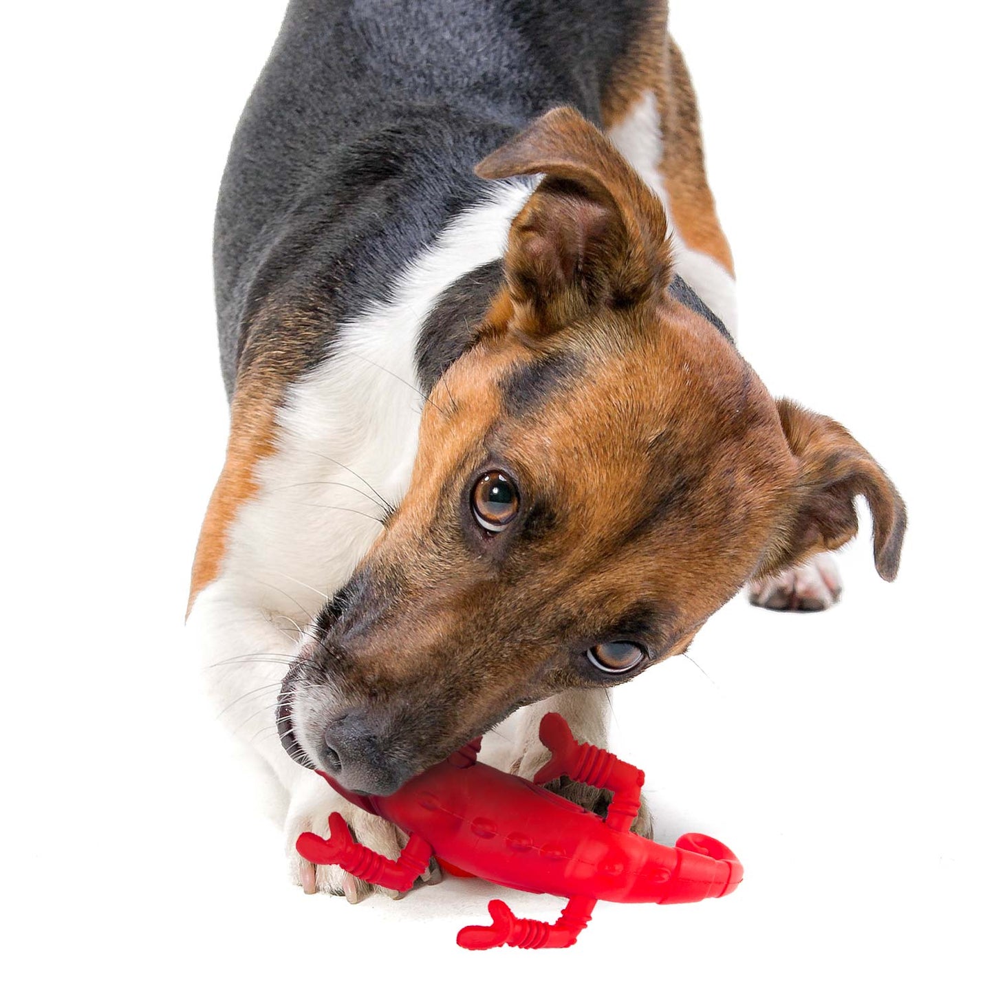 Jeffers Red Chameleon Natural Rubber Dog Chew Toy