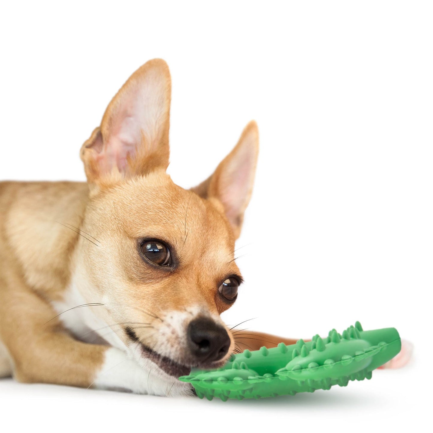 Jeffers Natural Rubber Cactus Dental Chew Toy for Dogs for Healthy Chewing Habits